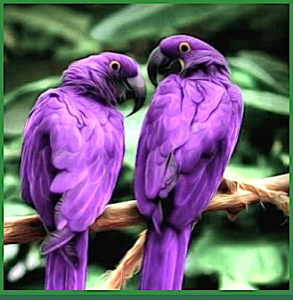 2-purple-parrots-f