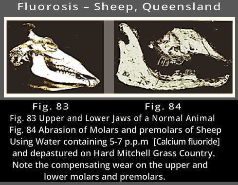 Fluorosis-Sheep-ff
