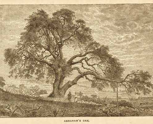 abrahams-oak-picture