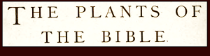 the-plants-of-the-bible-f