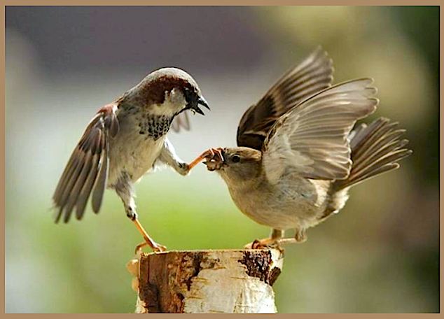 2 sparrows on a stump f