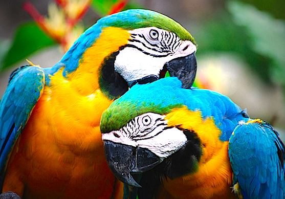 two-parrots