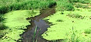 blue-green-algae-cyanobacteria