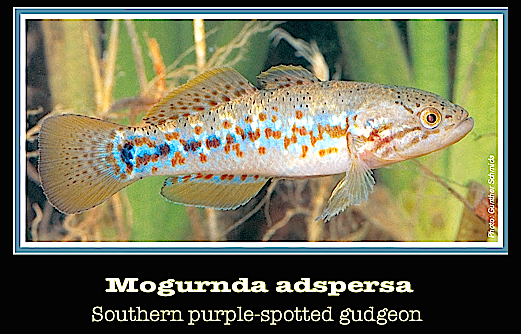 purple-spotted-gudgeon-f
