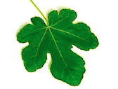fig-leaf-image