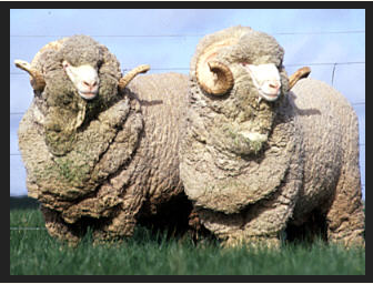 image of sheep ss