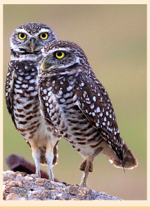 2-owls-yellow-f