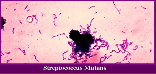 Streptococcus Mutans f