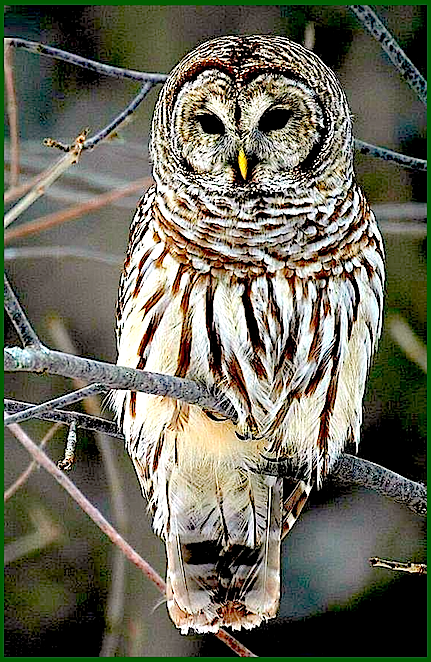 owl-white-brown-f