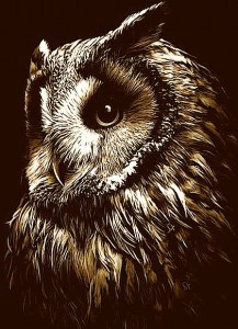brown-owl-head