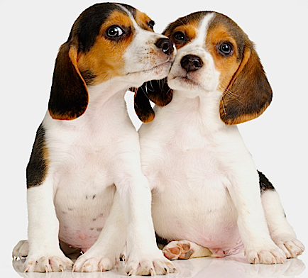 Image of two dogs