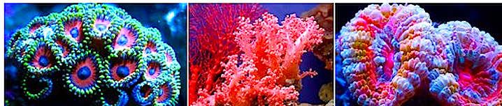 IMAGE OF CORAL