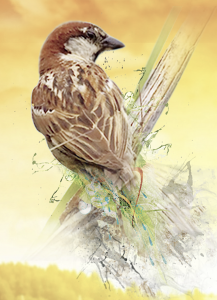 sparrow-2
