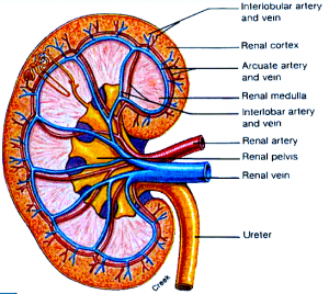 image of kidney