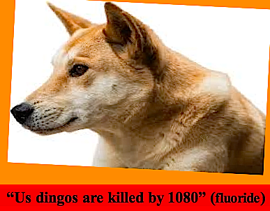 us-dingos-are-killed