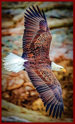 eagle-in-flight-f