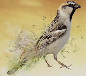 sparrow-4