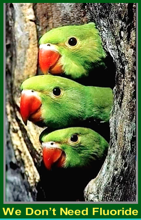 three-parrot-heads-f