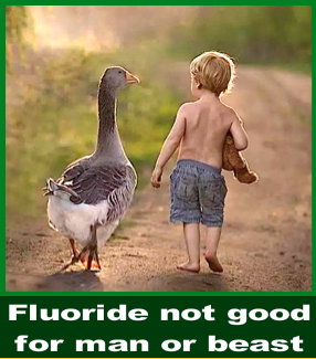fluoride-goose