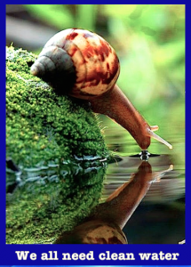 snail-we-all-need-clean-water