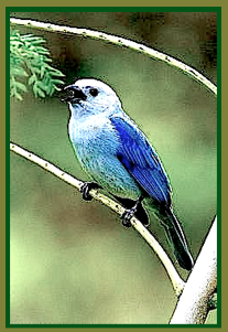 blue-white-bird-ff