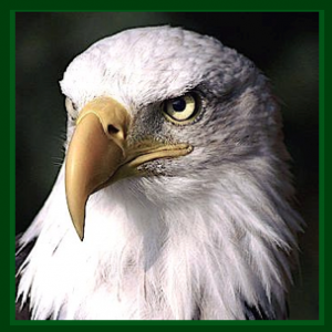 angry-eagle-head-ff