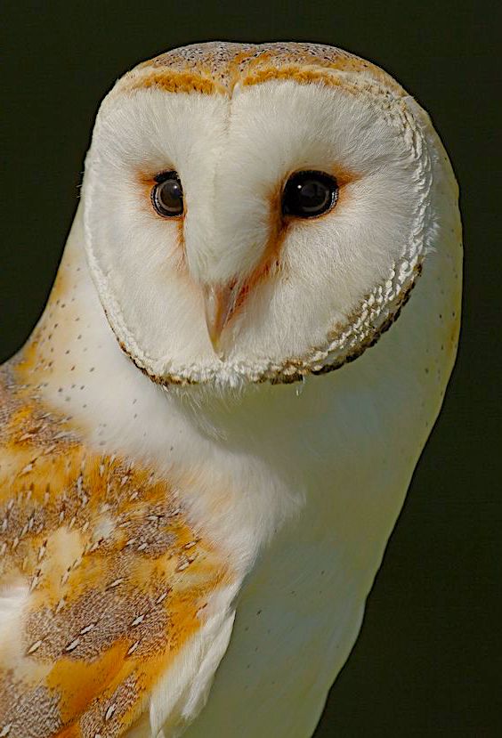 owl-head