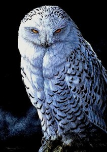 grey-owl