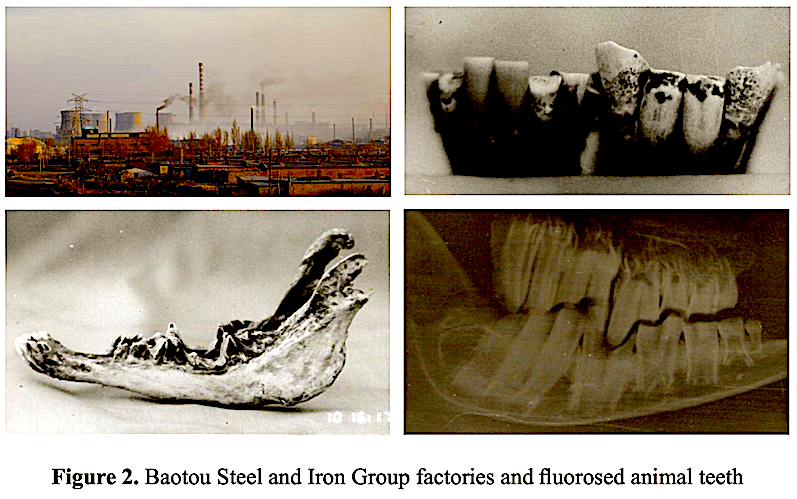 fluorosed-animal-teeth-1-1024x641