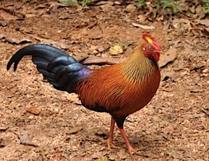 sri-lankan-jungle-fowl