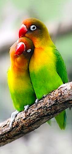 two-parrots-together