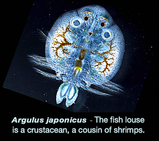 argulus-japonicus-image