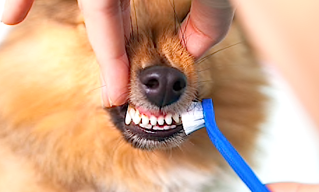 dogs-teeth-brushing
