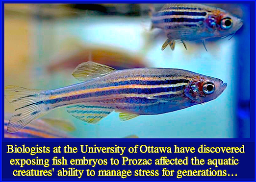 uni-of-ottawa-fish-prozac-f