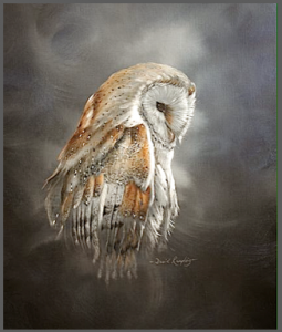 owl-imag-gray-frame