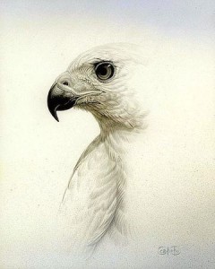 bird-head-white