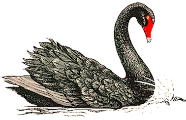 black-swan-2