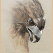 eagles-head-looking-down-f