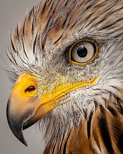 eagle-head-yellow-beak